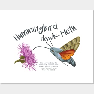 Hummingbird Hawk-Moth Posters and Art